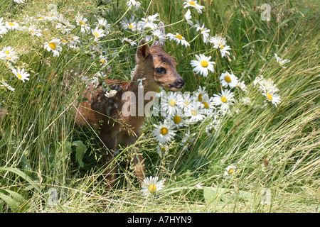Reh Rehkitz Stockfoto