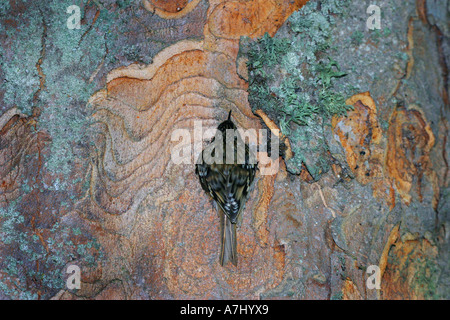 Tree Creeper Stockfoto