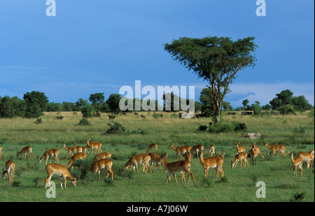 Uganda Kob Kobus Kob Thomasi Zucht Herde Murchison Falls National Park Uganda Stockfoto