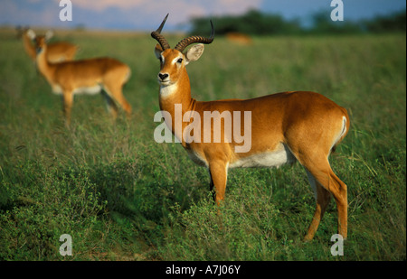 Uganda Kob Kobus Kob Thomasi Murchison Falls National Park Uganda Stockfoto