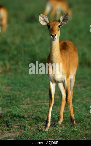 Uganda Kob Kobus Kob Thomasi Murchison Falls National Park Uganda Stockfoto