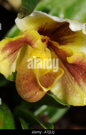 Lady Slipper Orchidee (Familie Orchidaceae: zahlreiche Gattungen und Arten) Stockfoto