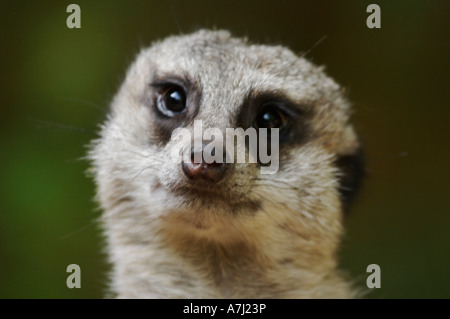 Mungo Erdmännchen (Suricate Familie Herpestidae) Stockfoto