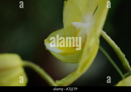 Nachtfalter-Orchidee (Familie Orchidaceae: zahlreiche Gattungen und Arten) Stockfoto