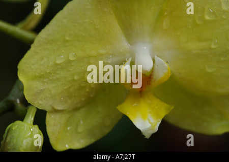 Nachtfalter-Orchidee (Familie Orchidaceae: zahlreiche Gattungen und Arten) Stockfoto