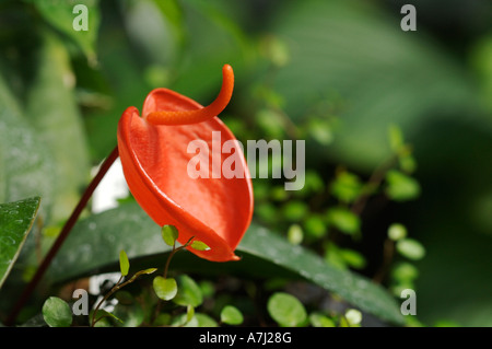 Orchidee (Familie Orchidaceae: zahlreiche Gattungen und Arten) Stockfoto