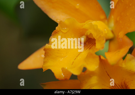 Peruanische Orchidee (Familie Orchidaceae: zahlreiche Gattungen und Arten) Stockfoto