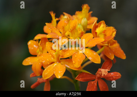 Peruanische Orchidee (Familie Orchidaceae: zahlreiche Gattungen und Arten) Stockfoto