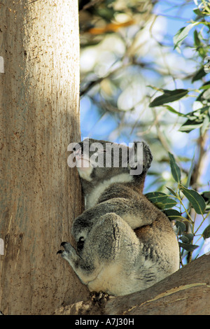 Koala - Baum / Phascolarctos Cinereus Stockfoto