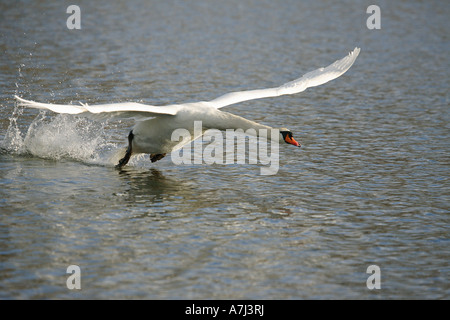 Höckerschwan - fliegen / Cygnus Olor Stockfoto