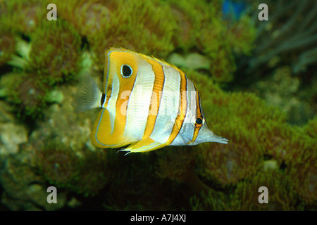 Schnabelkorallfisch, Kupferband-Butterflyfisch, Langnasen-Butterflyfisch (Chelmon rostratus). Stockfoto