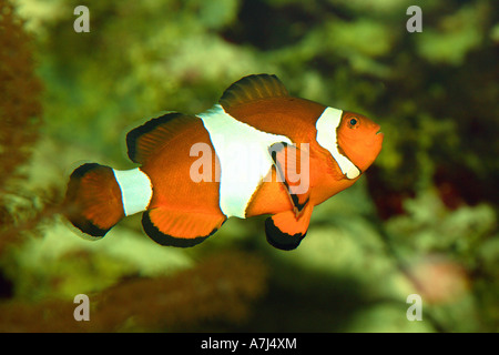 Ocellaris Clownfish / Amphiprion Ocellaris Stockfoto