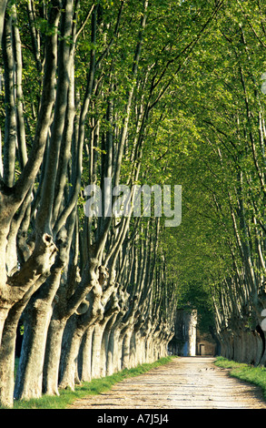 Flugzeug-Allee fahren, Provence, Frankreich Stockfoto