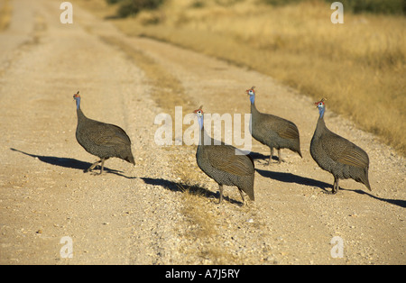 Behelmte Guineafowl (Numida meleagris). Vier Vögel auf einer Straße Stockfoto