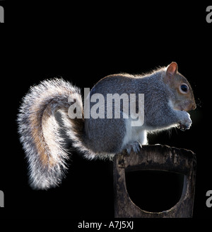 Grauhörnchen, Sciurus Caroliniensis. Natural History. Tierwelt. Stockfoto