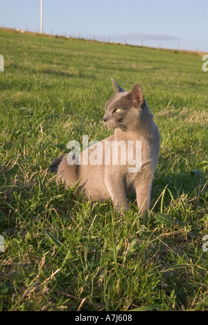 Dh Burmese Cat UK Blau kurz behaarte Stammbaum kastriert Tom sitzt im Feld farbig Stockfoto