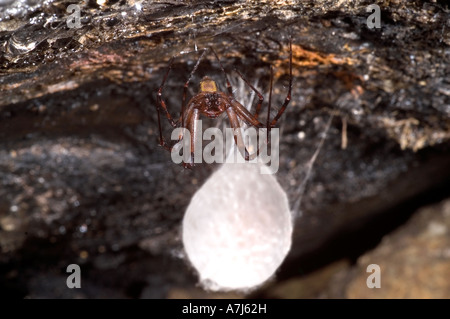 Cave Spider Meta Menardi mit Ei Stockfoto