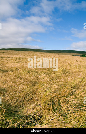 Dh Gerstenfeld ERNTE GROSSBRITANNIEN Schottland Regen beschädigt Erntegut abgeflachter durch windige Gales ruiniert wind Beschädigungen Stockfoto
