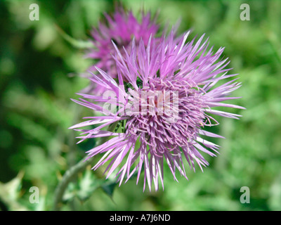 Mariendistel Stockfoto