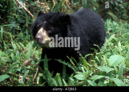 SPECTACLED BEAR (Tremarctos Ornatus) La Planada Nature Reserve, Kolumbien Südamerika Captive weibliche Stockfoto