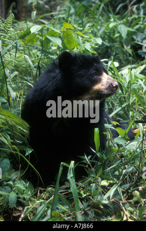 SPECTACLED BEAR Tremarctos Ornatus La Planada Nature Reserve Kolumbien Südamerika Captive weibliche Stockfoto