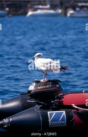 Möwe sitzt auf einem Bootsmotor Stockfoto