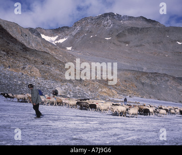 Italienischer Hirte mit Schafherde am Niederjoch Gletscher, Ötztal Mtns. Österreich-Italien-Grenze Stockfoto