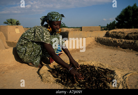 Peul-Frau mit traditionellen goldene Ohrringe Trocknung Fisch auf einem flachen Dach ein Lehmhaus in einem Peul Dorf außerhalb von Djenné, Mali Stockfoto