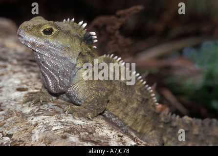 TUATARA (Sphenodon Punctatus) alten endemischen Reptilien, Stephens Insel Neuseeland gefangen Stockfoto