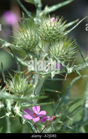 Distel-Pink Stockfoto