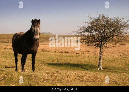 Pony auf Bodmin Moor Cornwall UK Stockfoto