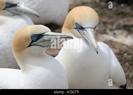 Basstölpel an Cape Kidnappers, Neuseeland Stockfoto