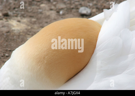 Gannet Detail am Cape Kidnappers, Neuseeland Stockfoto