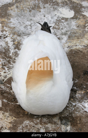 Tölpel am Cape Kidnappers, Neuseeland Stockfoto