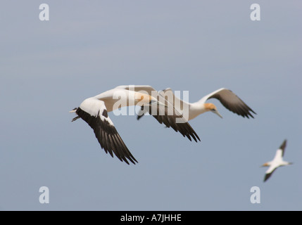 Basstölpel im Flug am Cape Kidnappers, Neuseeland Stockfoto