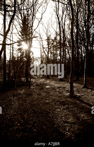 Englischen Wald mit Sonnenlicht durch die Bäume im Winter in schwarz / weiß Stockfoto