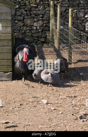 Norfolk-Türkei Stockfoto