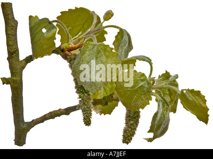 Espe Populus Tremulu kann weibliche Kätzchen oder Blumen Surrey England Stockfoto