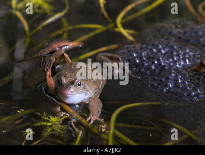 Frosch im Teich mit Frogspawn und Pflanzen Stockfoto