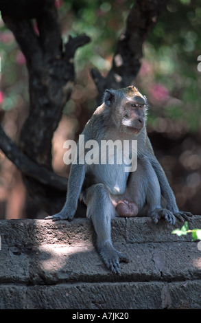 Pulaki Tempel auf Bali s N Küste ist ein wichtiger Wallfahrtsort und über Lauf mit Affen Stockfoto