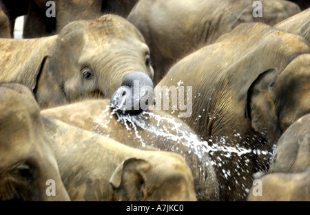 Baby-Elefanten beim Baden im Fluss mit Familie Stockfoto