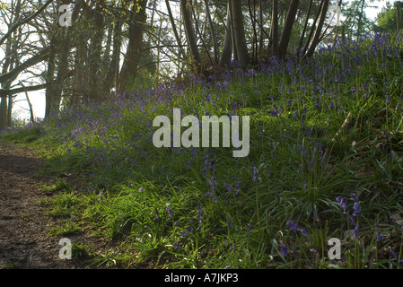 Glockenblumen in einem Niederwald Stockfoto