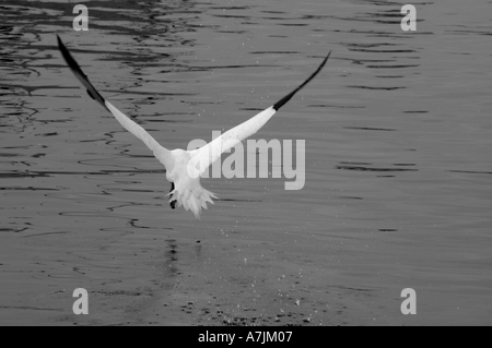 Ein Tölpel nördlichen Morus Bassan wegfliegende zum Angeln Stockfoto