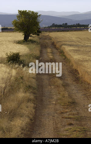 Dirt Track Among Wheat Field Stockfoto