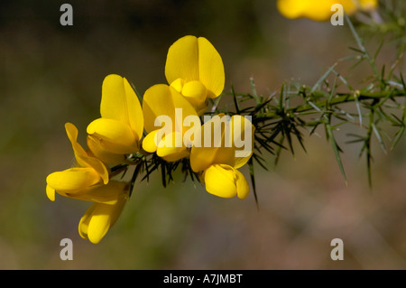Gemeinsamen Gorse, Ulex europaeus Stockfoto