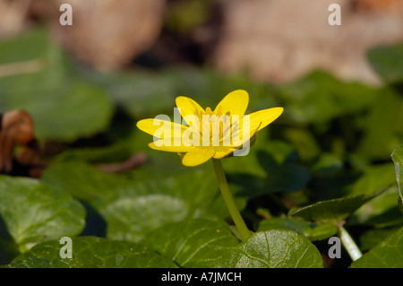 Kleinen Schöllkraut Ranunculus Ficaria Frühjahr Blume unter den grünen Blättern Stockfoto