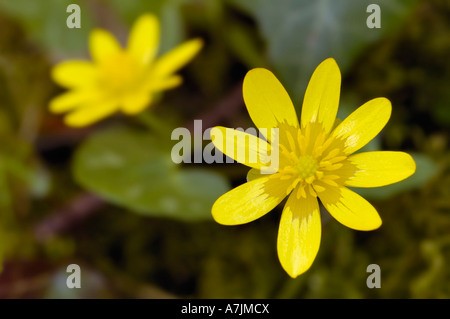 Kleinen Schöllkraut Ranunculus Ficaria Frühjahr Blume Stockfoto