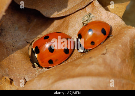 Sieben Spot Marienkäfer Coccinella Septempunctata Aufheizen in der Sonne nach dem Winterschlaf Stockfoto