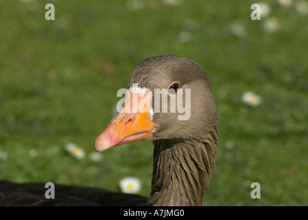 Leiter der Graugans Stockfoto