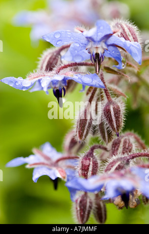 Borretsch-Blüten Stockfoto